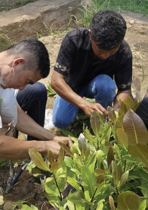 Para peserta menanam bibit pohon dalam kegiatan pengembangan pertanian YAVA.